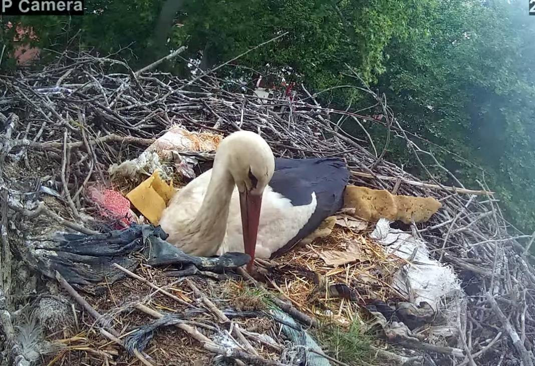 Tekirdağ'ın maskotu 'Gelendost' kamera ile izlenecek - Resim: 4